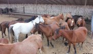 В Мангистау лошадей без светоотражающих лент забирают на штрафстоянку