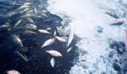 Из Урала вытащили тонну погибшей рыбы