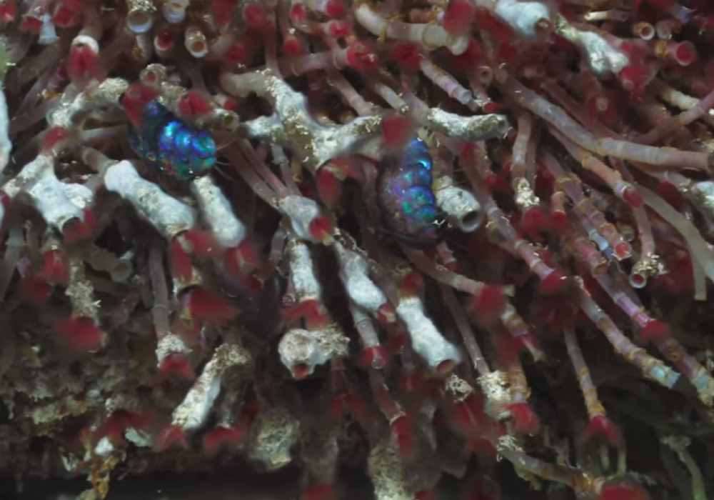 Ученые нашли на дне океана неизвестные науке организмы