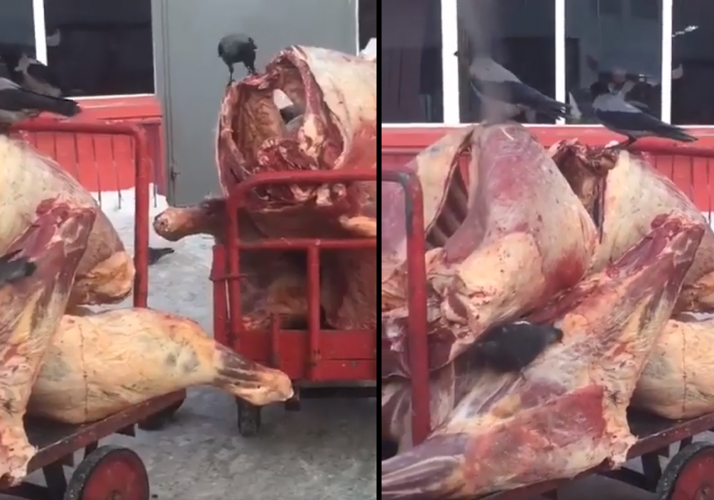 Продавца мяса, заклеванного птицами, оштрафовали в Астане