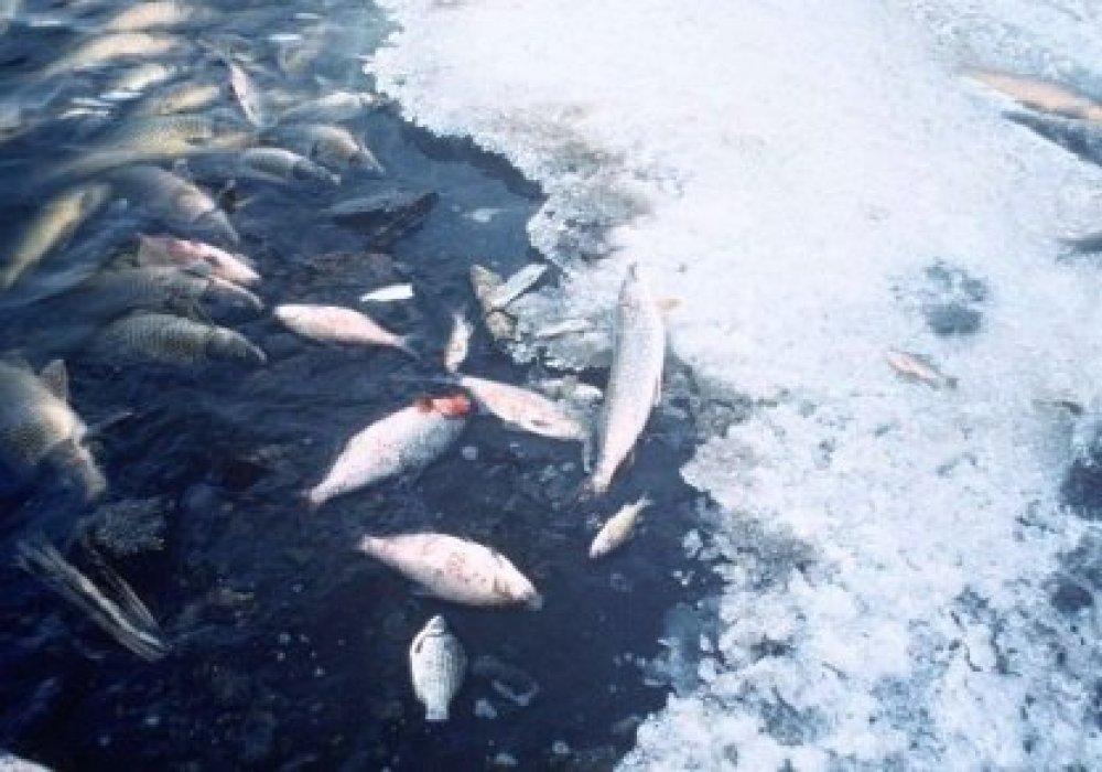 Новые факты гибели рыбы зафиксировали в Атырау