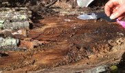 Под землей найден организм возрастом 2500 лет и весом 400 тонн