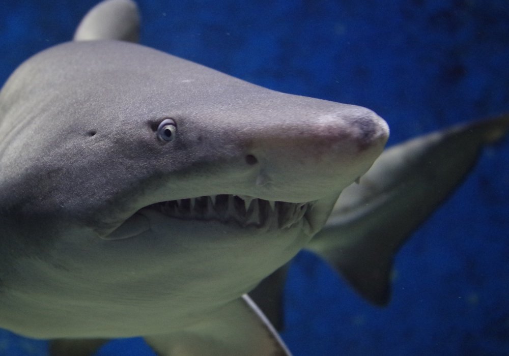 Эмбрионы акулы способны передвигаться по маткам матери в поисках жертвы - ученые