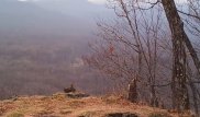 Самый редкий леопард в мире попался на камеру
