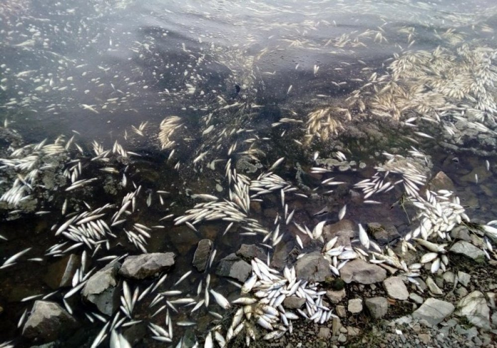 Массовая гибель рыбы - в Атырау высказались о качестве речной воды