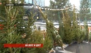 В Алматы бесплатно раздают живые елки