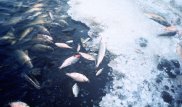 Коммунальщикам грозит штраф за загрязнение Урала