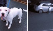 Брошенный на дороге бездушным хозяином пес стал знаменитостью
