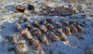 Капитана полиции задержали за охоту на сайгаков в Карагандинской области