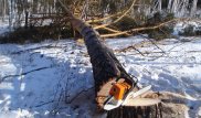 В Бутаковском ущелье в Алматы собираются вырубить восемь гектаров леса