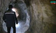 В погоне за "миллионами" в Узбекистане уничтожают гнезда летучих мышей