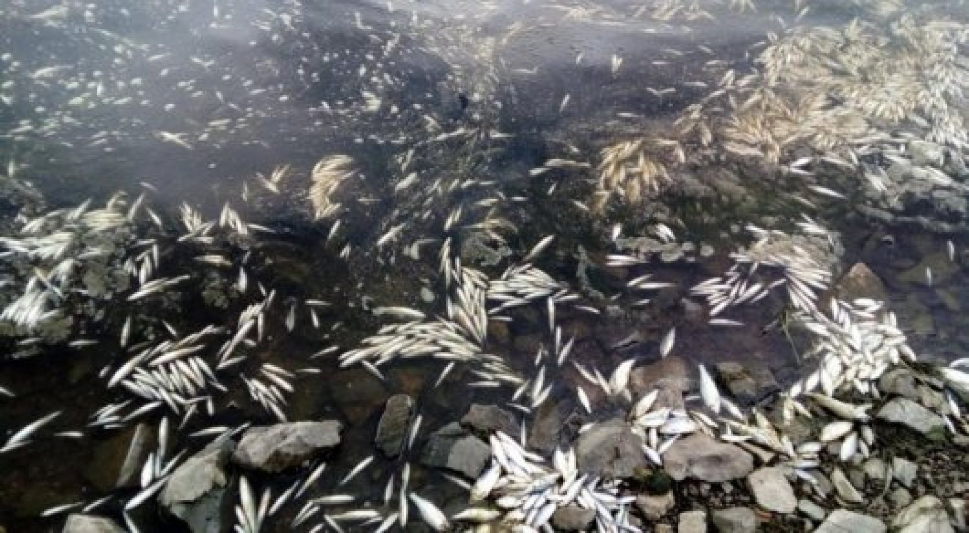 Экологическая катастрофа рыба