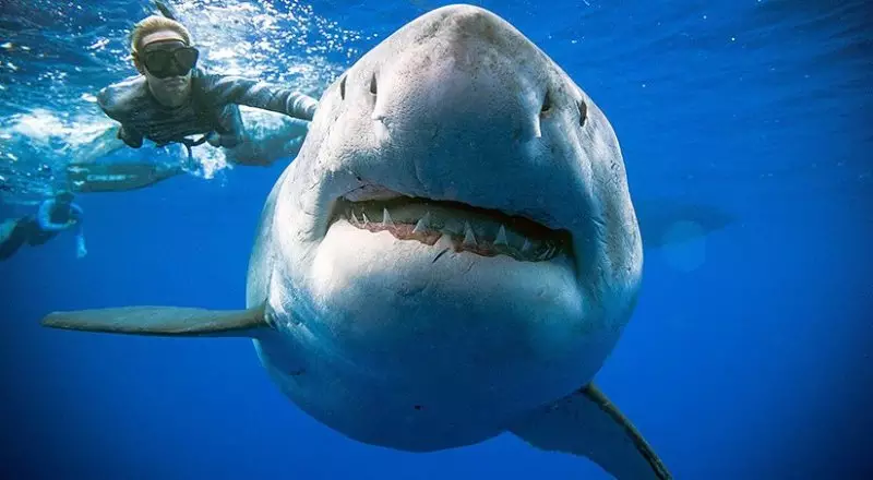 Большая белая акула (173-107см) 6 шт/упак Intex 57525