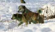 Бродячие псы нападают на детей в Талгаре