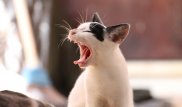 Ученые выявили неожиданную опасность кошек