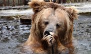 Медведь из Алматинского зоопарка "предсказал" раннюю весну