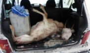 30 туш сайгаков нашли у полицейского в Карагандинской области