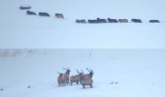 Охоту стаи волков на оленей записали на видео