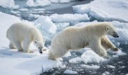 Жители Новой Земли показали миру нашествие белых медведей