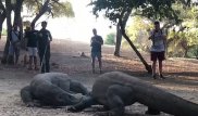 Схватку двух гигантских варанов сняли на видео в Индонезии