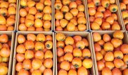 Казахстан готов снять ограничения на фрукты из Кыргызстана