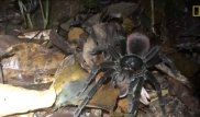Схватку огромного паука с опоссумом впервые сняли на видео