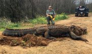 Аллигатор аномальных размеров обнаружен в США