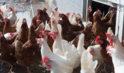В Казахстане могут закрыться все птицеводческие компании - депутат