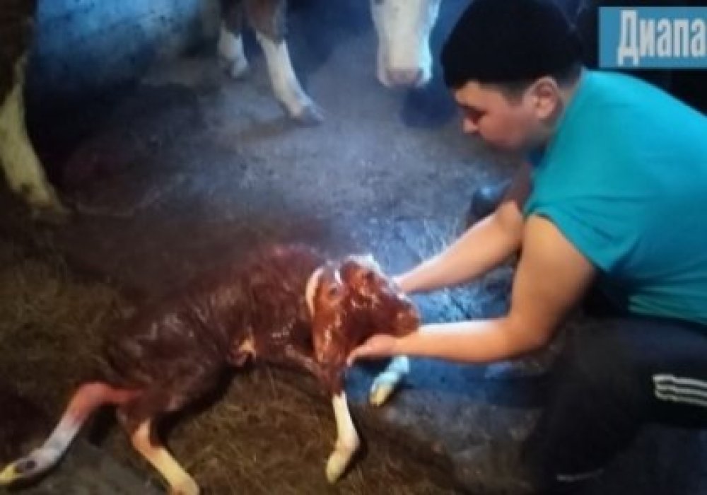 Двуглавый теленок-мутант родился в Актюбинской области