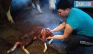 Двуглавый теленок-мутант родился в Актюбинской области