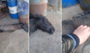 Видео с жеребенком без ног обсуждают в Казнете