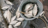 121 тонну мертвой рыбы собрали в Атырау