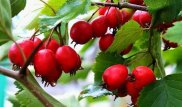 Вернувшиеся из космоса семена боярышника посадят в Караганде
