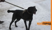Районный аким извинился за отстрел бродячих собак