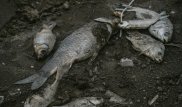 Пять тонн рыбы погибло в реке Уил - Минэнерго
