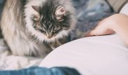 Ученые нашли способ полностью вылечить аллергию на кошек