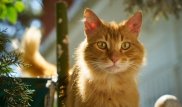 Кошки понимают речь людей - ученые