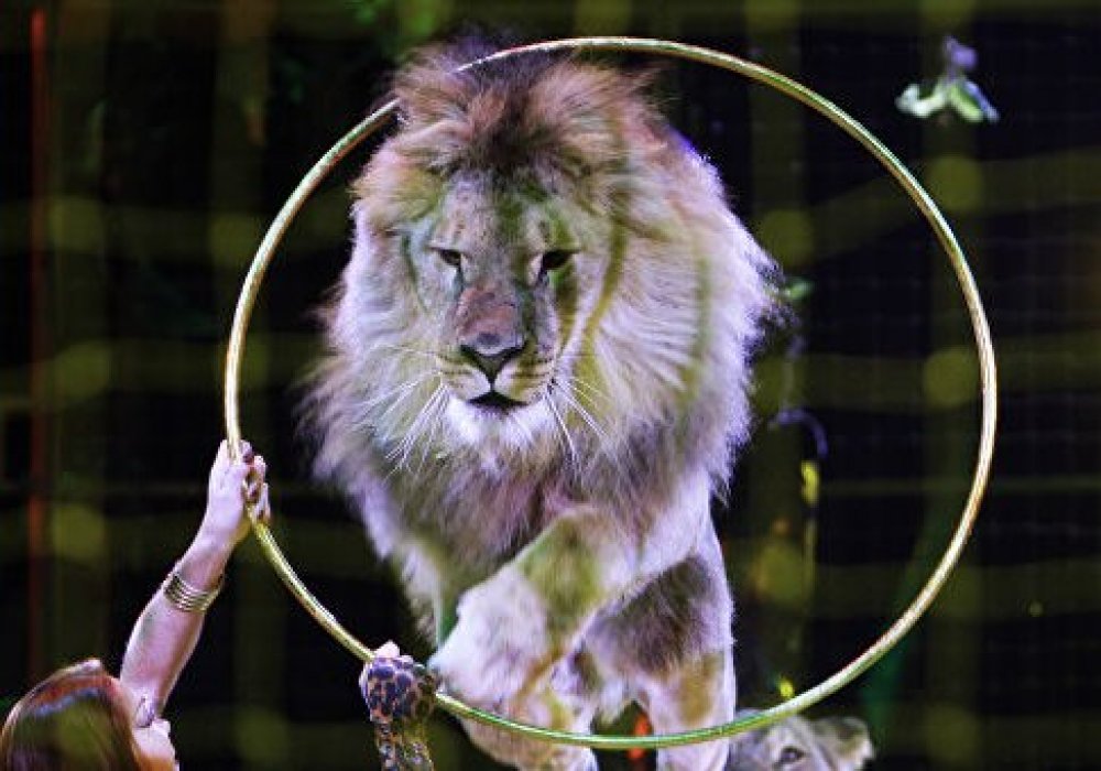 Выступления животных в цирках запретят в Словакии