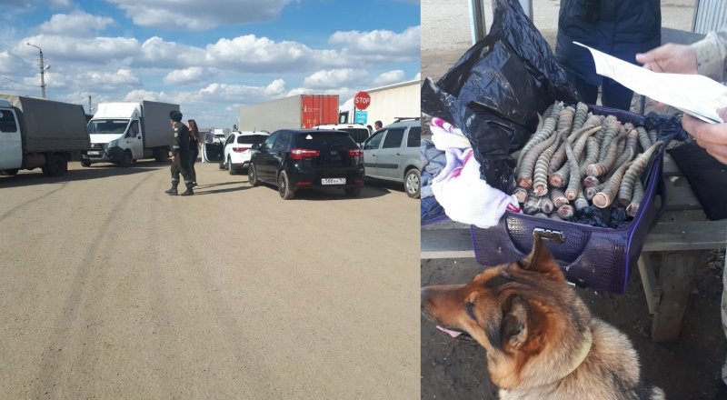 Узбекистанца с рогами сайгаков на 200 миллионов тенге задержали пограничники