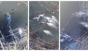 Две тонны рыбы погибли из-за порыва канализации под Алматы