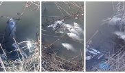 Труба из канализации появилась раньше пруда с рыбой - "Алматы су" о ЧП