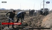 Чиновники в Актобе восстанавливают уничтоженные по их же приказу деревья