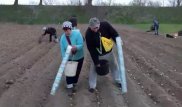 Видео необычного способа посадки картофеля собрало миллион просмотров