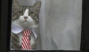 Wikileaks успокоила переживавших за кота Ассанжа