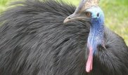 Самая опасная в мире птица убила хозяина в США