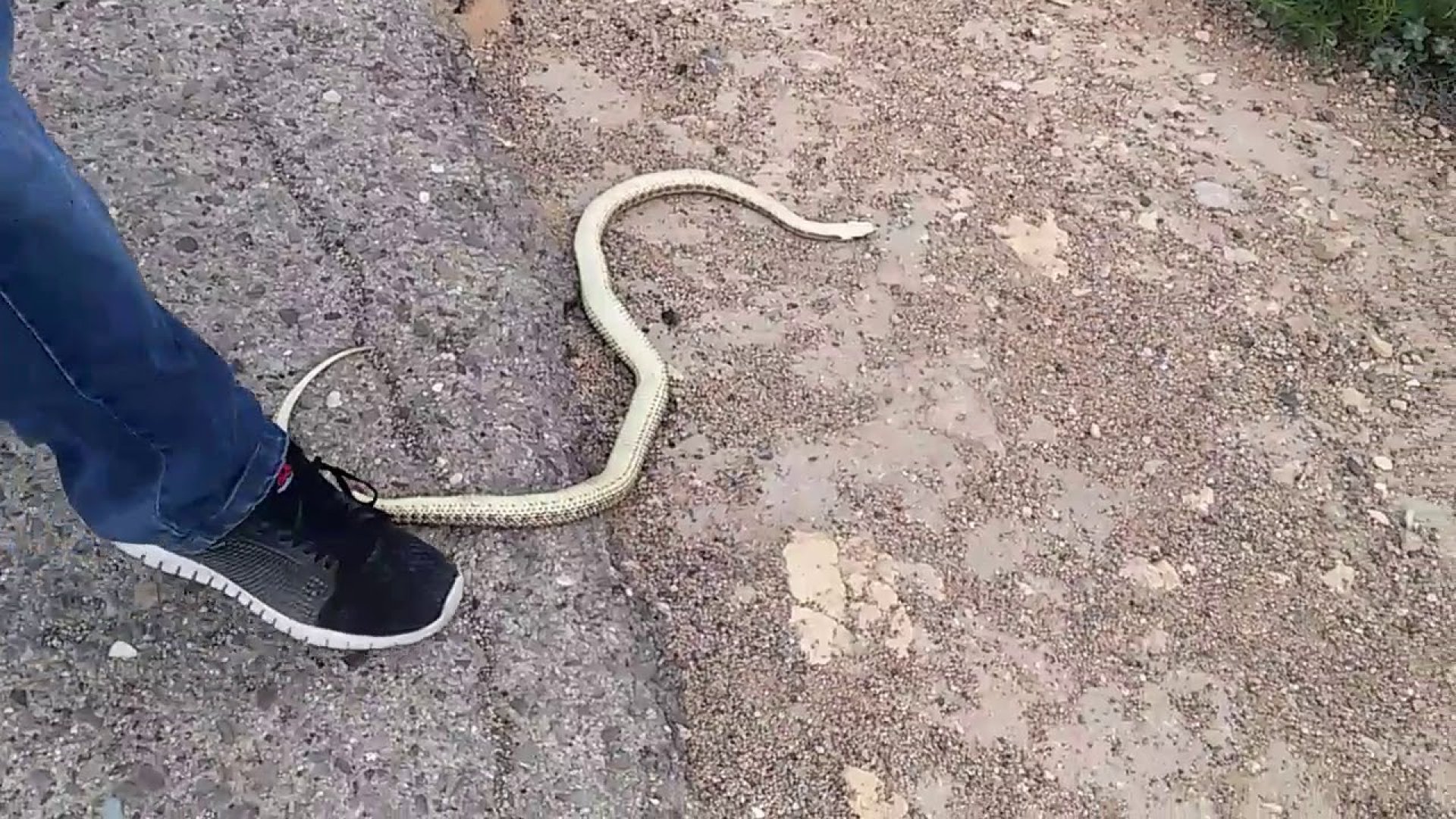 Мертвая змея на дороге