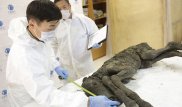 Уникальную находку сделали в 42000-летней туше якутского жеребенка