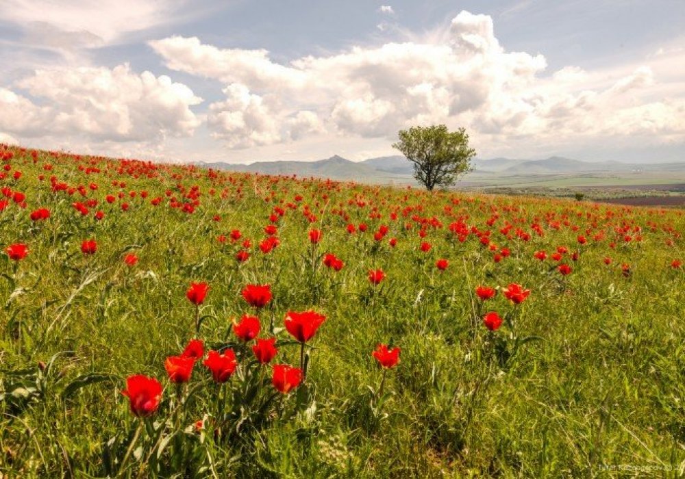 Тюльпаны Грейга на сопке Шубайкызыл. Фото: Турар Казангапов