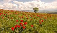 Казахстанцы приехали полюбоваться тюльпанами на сопку Шубайкызыл