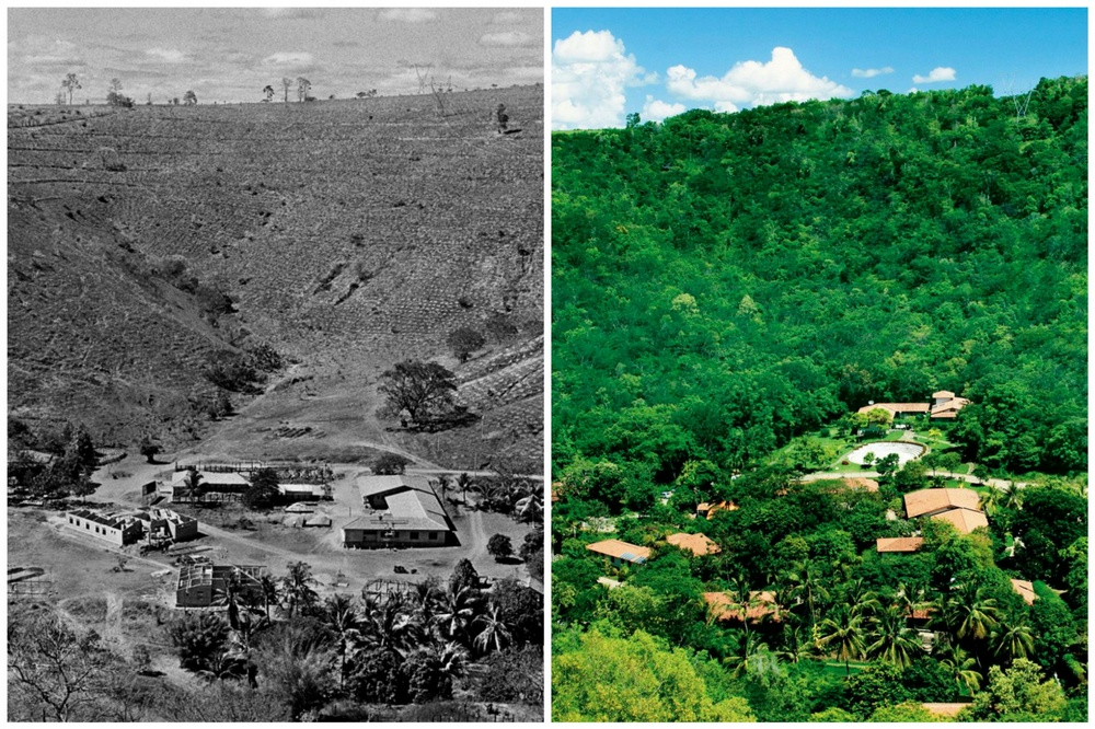 Пара посадила деревья. Восстановление леса Бразилии. Бразильская пара вырастила лес. Пара посадила 2 миллиона деревьев за 20 лет. Бразильская пара 20 лет высаживала лес.
